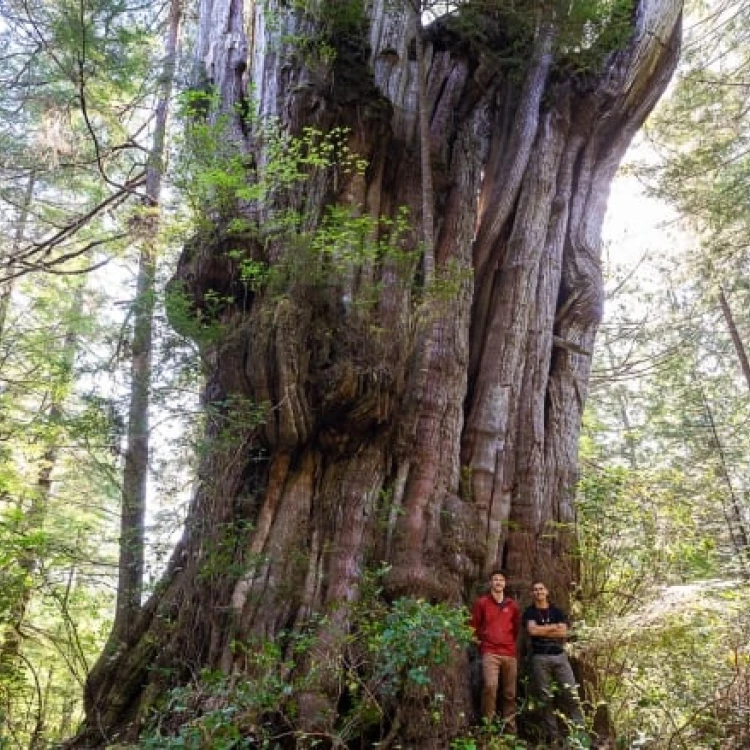 Imagen relacionada de fotografo conservacion arbol grande columbia britanica