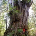 Imagen relacionada de fotografo conservacion arbol grande columbia britanica