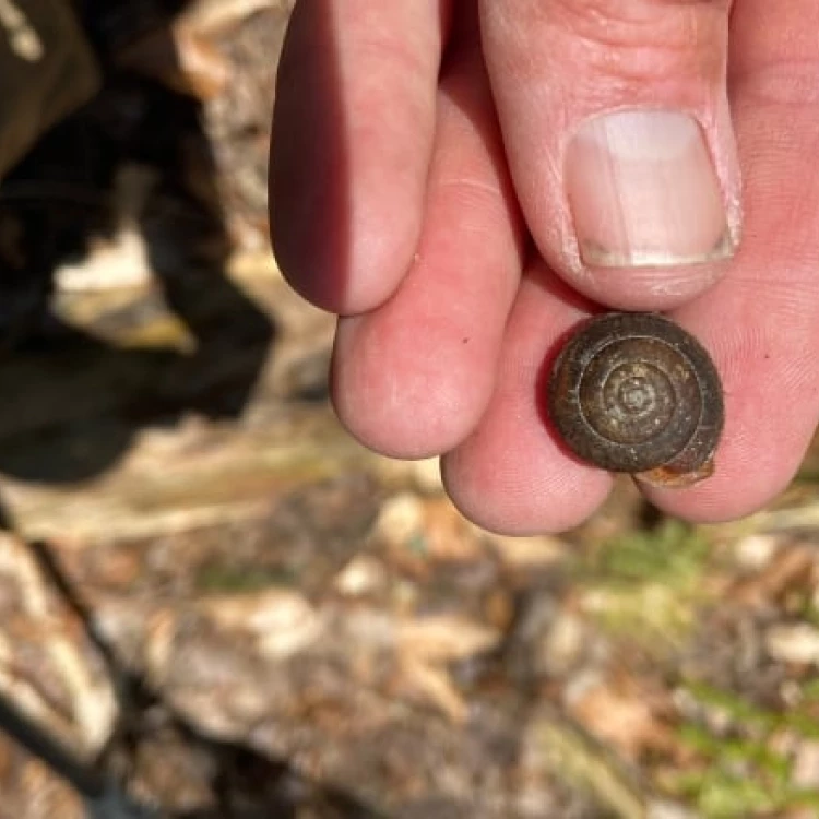 Imagen relacionada de una nueva poblacion de caracoles shagreen en canada descubierta por biologo