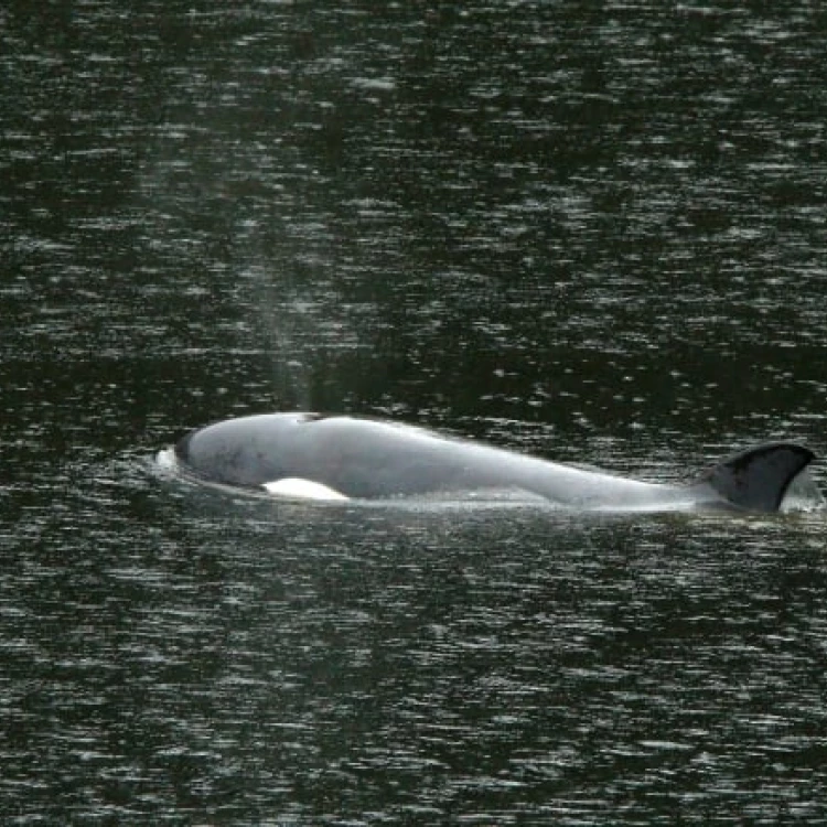 Imagen relacionada de avistan familia extensa de cria de orca