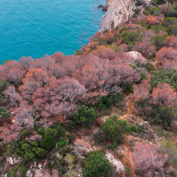 Imagen relacionada de sequia afecta bosques catalanes 2023