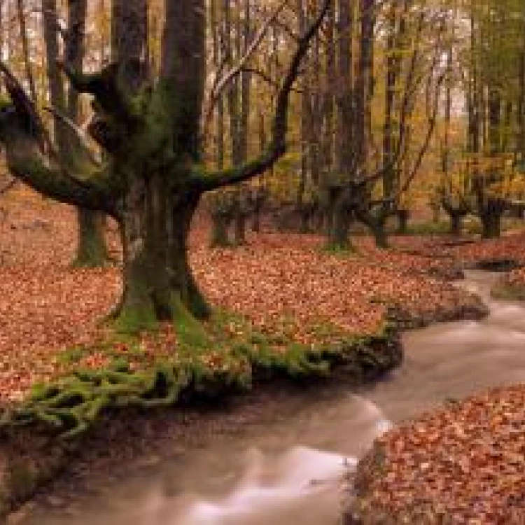 Imagen relacionada de reconocimiento hayedos gorbeia bosque mas bonito mundo