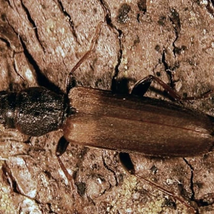 Imagen relacionada de incendios forestales columbia britanica habitats vida silvestre insectos prosperan