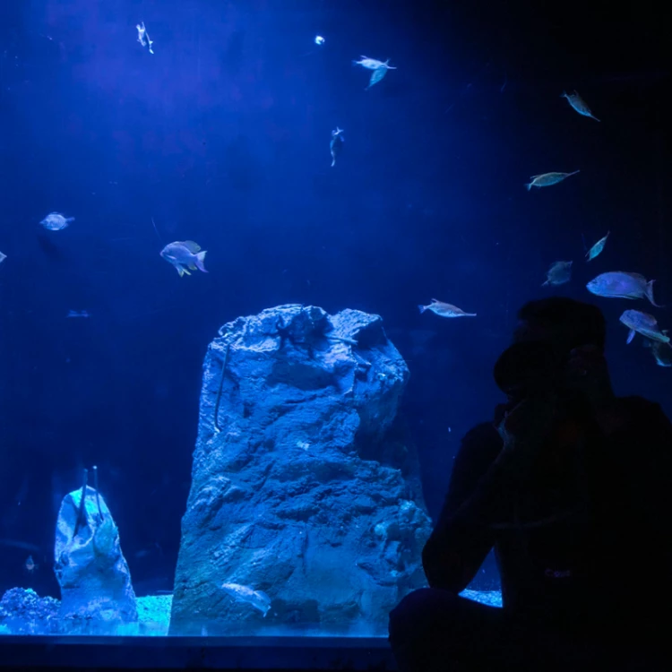 Imagen relacionada de celebracion 25 aniversario aquarium finisterrae la coruna