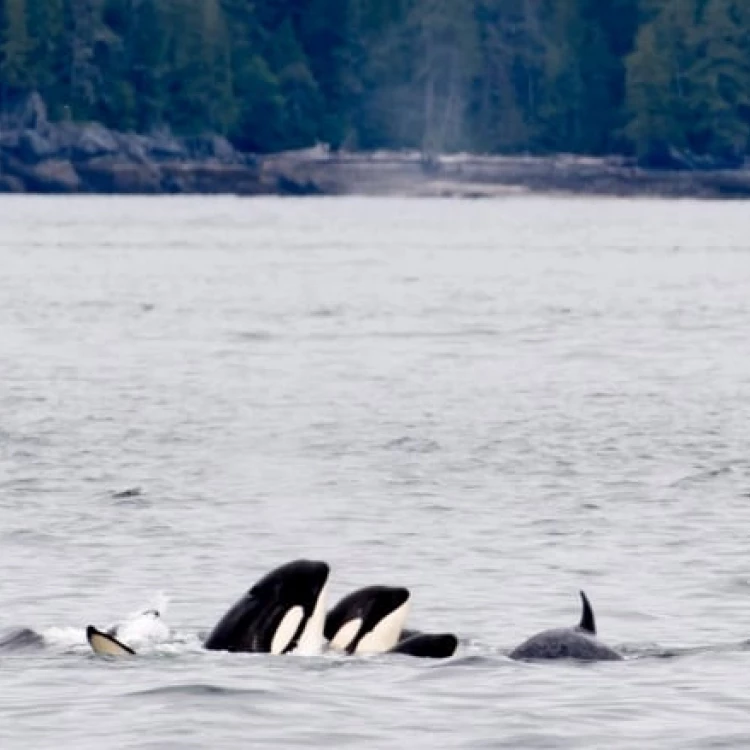 Imagen relacionada de british columbia establece limites velocidad reglas pesqueras proteger orcas