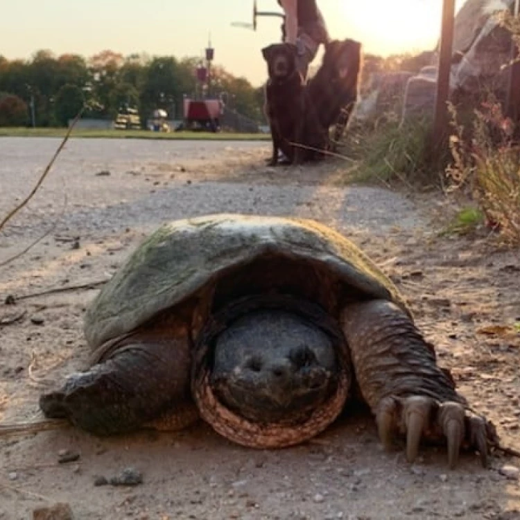 Imagen relacionada de encuentran muerta una tortuga centenaria desaparecida durante 1 ano quedan preguntas sin respuesta