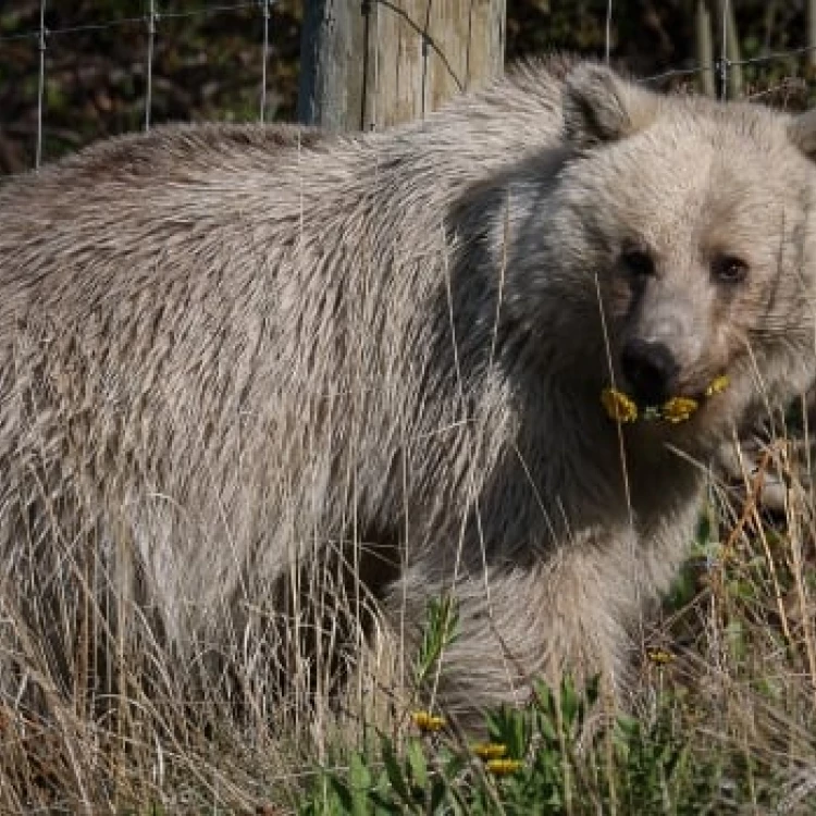 Imagen relacionada de muere oso blanco grizzly nakoda canada