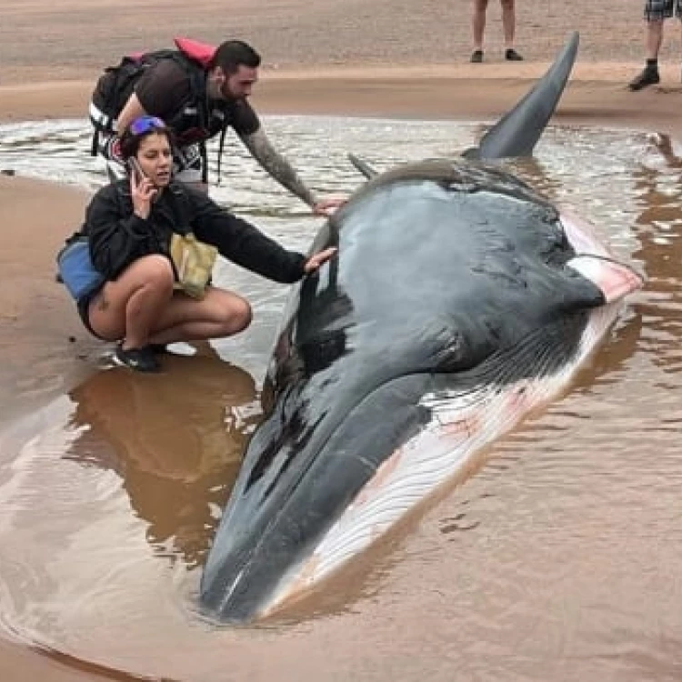 Imagen relacionada de grupo navegantes balsas nueva escocia rescata ballena varada