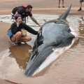 Imagen relacionada de grupo navegantes balsas nueva escocia rescata ballena varada