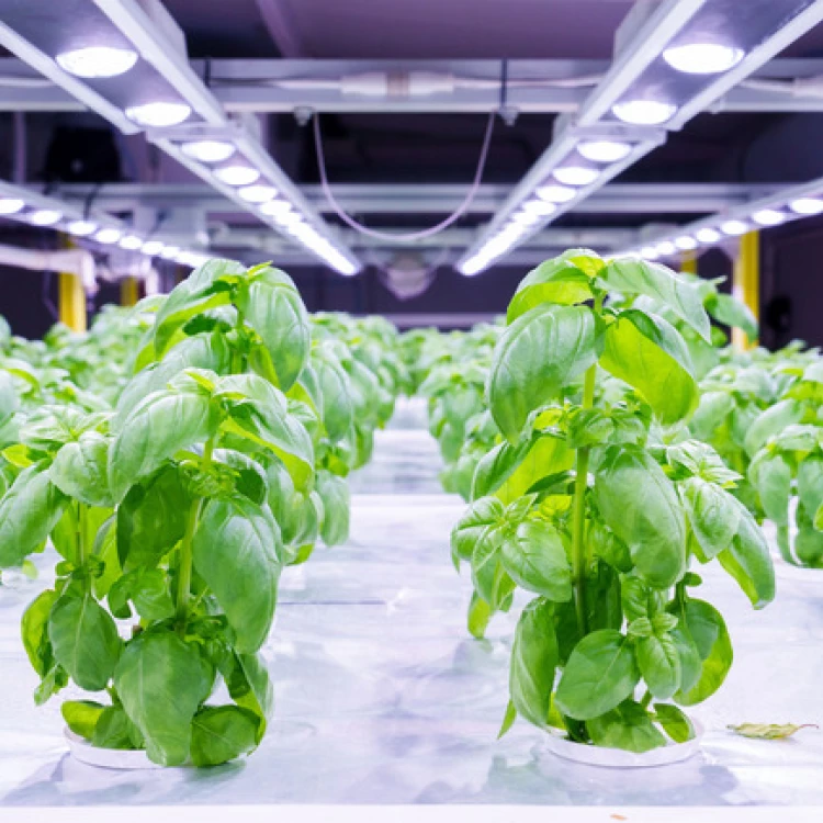 Imagen relacionada de avances cultivos verticales agricultura sostenible euskadi