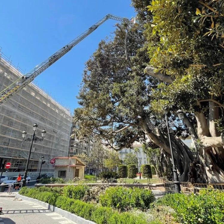 Imagen relacionada de comienza la poda en valencia mantenimiento de ficus monumentales