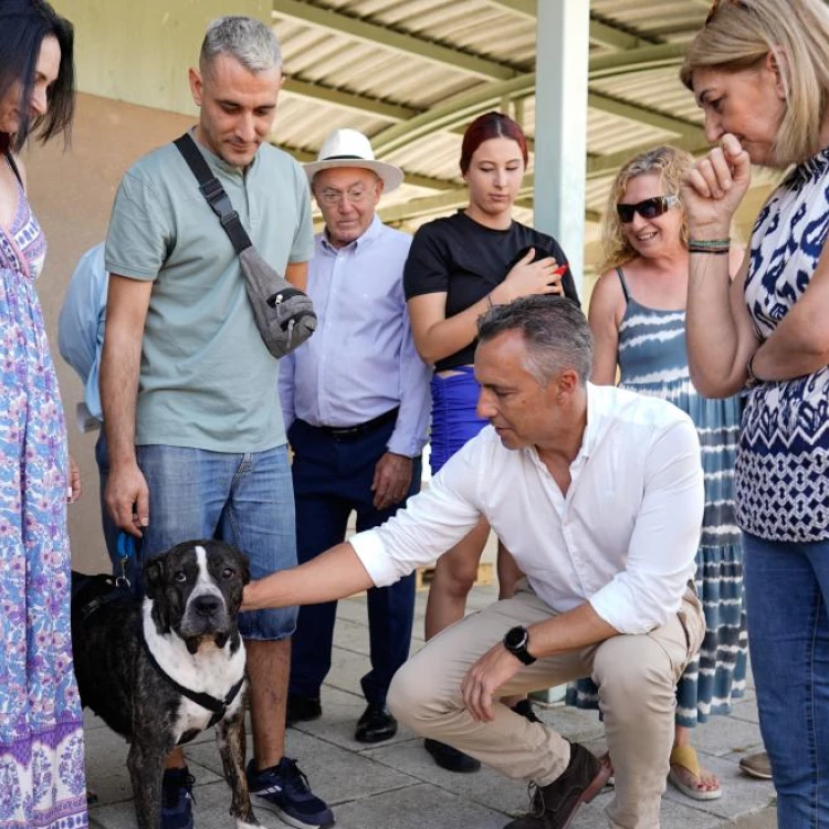 Imagen relacionada de reduccion abandonos animales madrid primer semestre