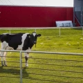 Imagen relacionada de vacas lecheras canadienses seleccionadas eructar menos metano