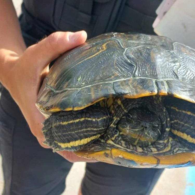 Imagen relacionada de decomisan tortuga exotica playa malvarrosa