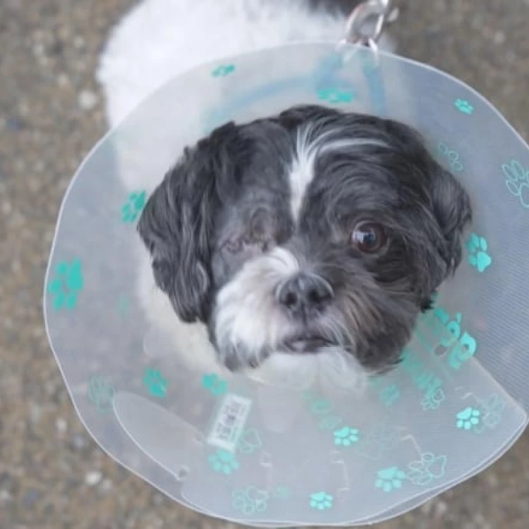 Imagen relacionada de agresivos mapaches atacan residentes mascotas vancouver