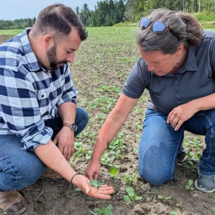 Imagen relacionada de plaga orugas granjeros quebec