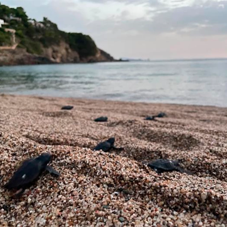 Imagen relacionada de nidos de tortuga carta encontrados en cataluna