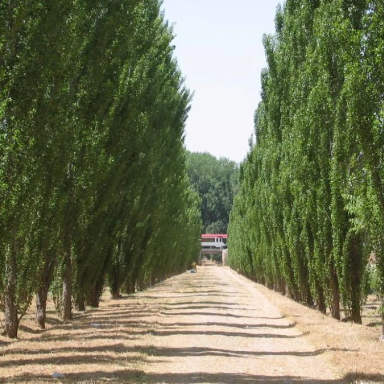 Imagen relacionada de inversion millonaria conservar patrimonio natural aranjuez