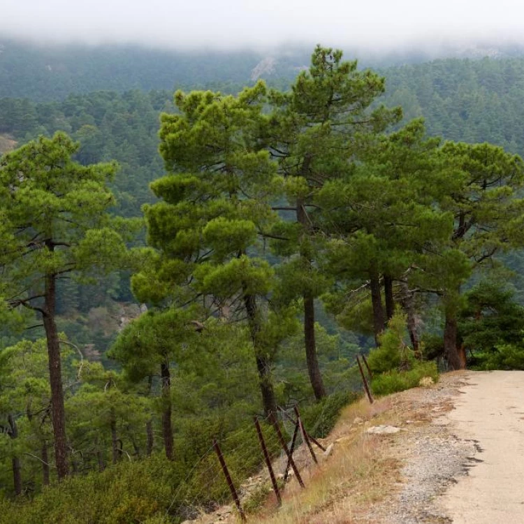 Imagen relacionada de nuevas ayudas biodiversidad madrid montes privados