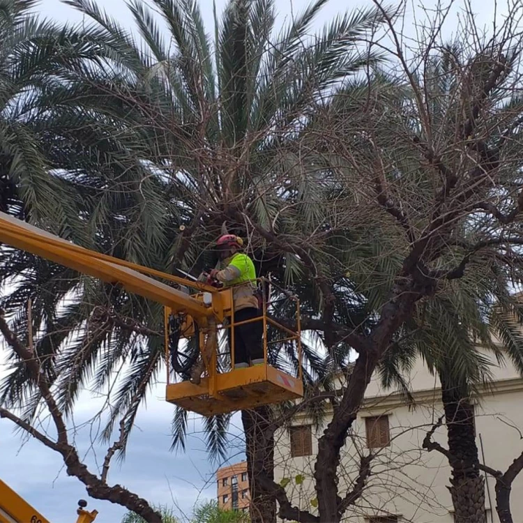 Imagen relacionada de intensificacion labores poda arboles valencia julio