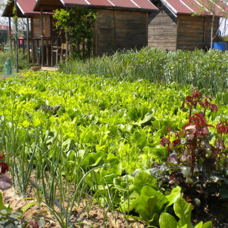 Imagen relacionada de la comunidad de madrid cede huertos para promover la agricultura ecologica en san fernando de henares