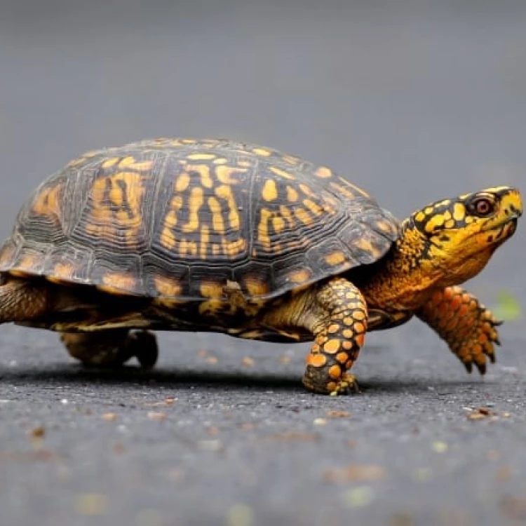 Imagen relacionada de mujer intenta contrabandear tortugas val...ho este lago de vermont