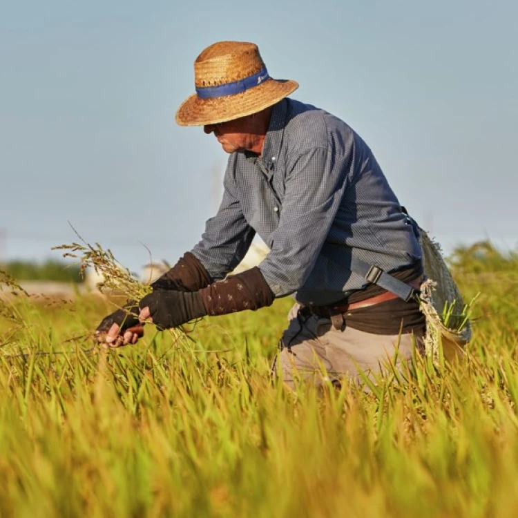 Imagen relacionada de ayudas cultiva valencia 2024 agricultores ganaderos pescadores valencia