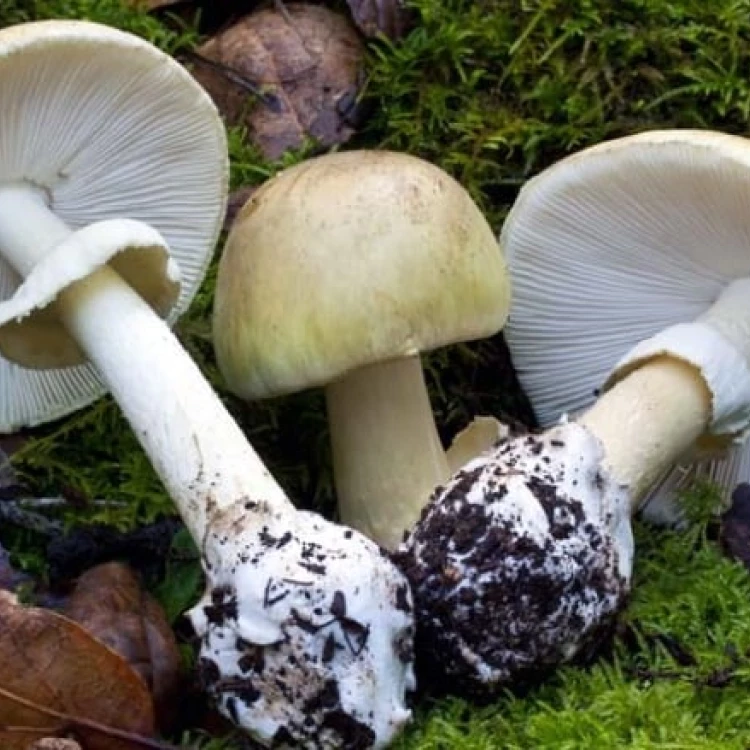 Imagen relacionada de advierten habitantes british columbia setas venenosas death cap