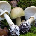 Imagen relacionada de advierten habitantes british columbia setas venenosas death cap