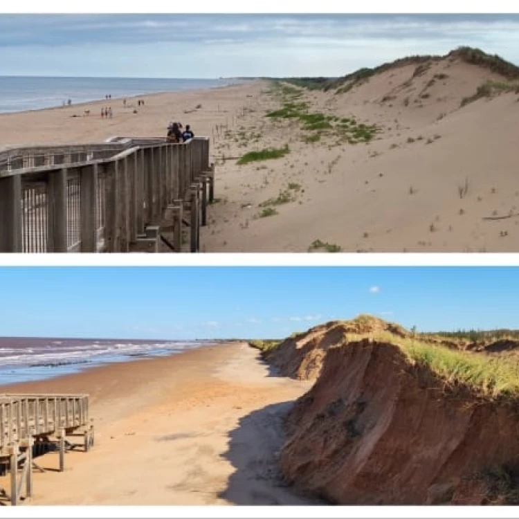 Imagen relacionada de recuperacion dunas parque nacional isla principe eduardo