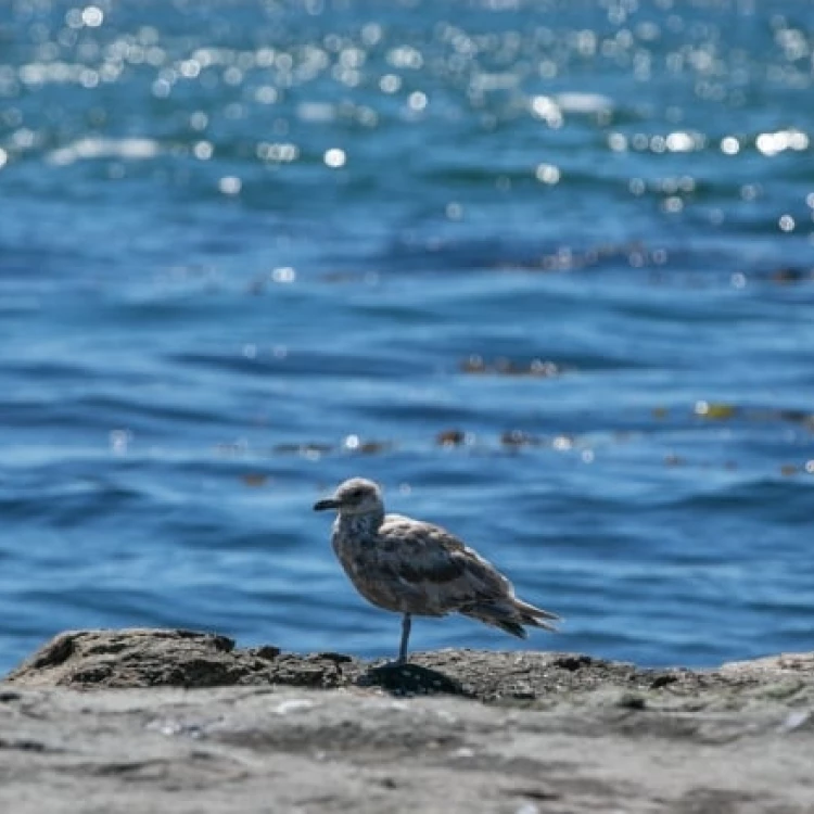 Imagen relacionada de alerta en british columbia calor marino amenaza vida aves marinas