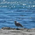 Imagen relacionada de alerta en british columbia calor marino amenaza vida aves marinas