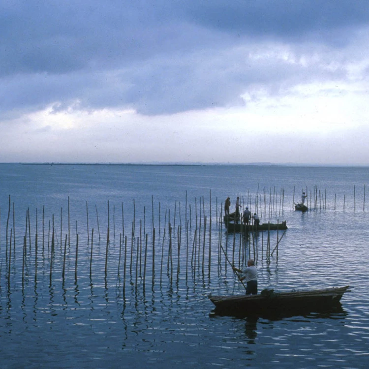 Imagen relacionada de valencia condena vertido hidrocarburos albufera