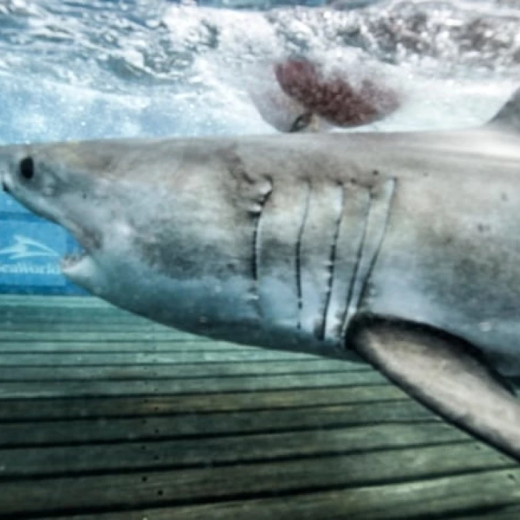 Imagen relacionada de descubrimiento dos tiburones blancos viajan juntos