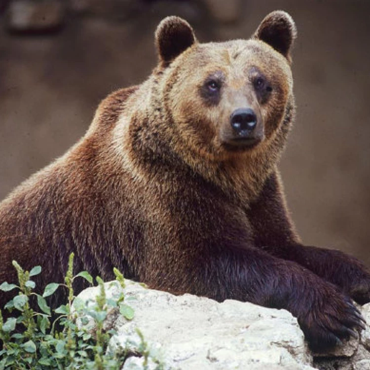 Imagen relacionada de oso matado alpes italianos