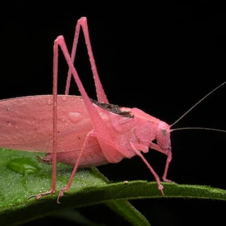 Imagen relacionada de katydids rosas windsor