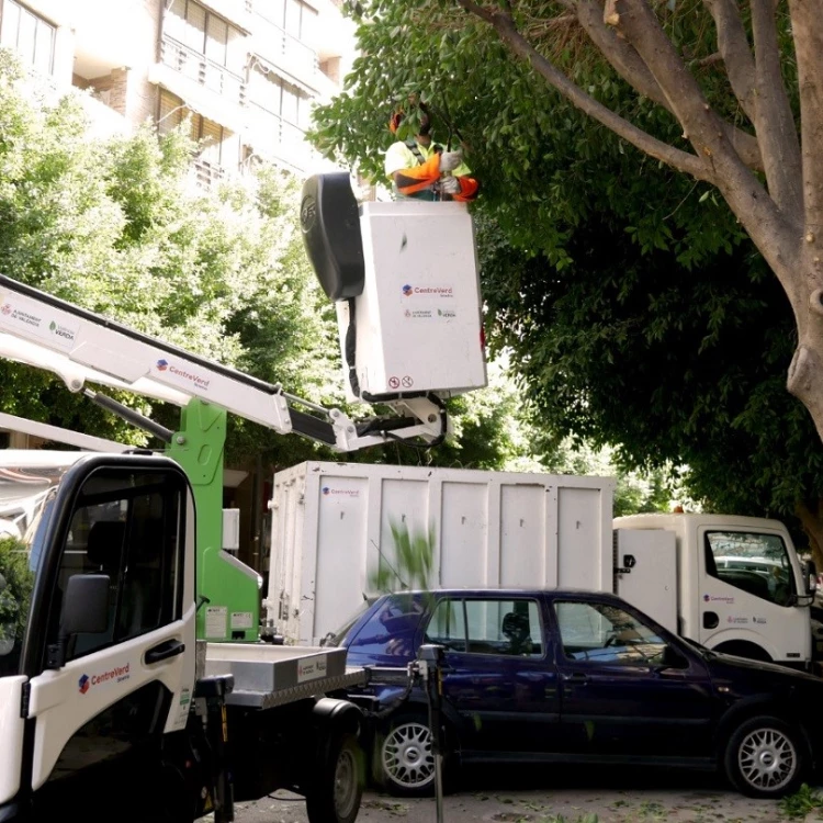 Imagen relacionada de valencia intensifica cuidado arbolado agosto