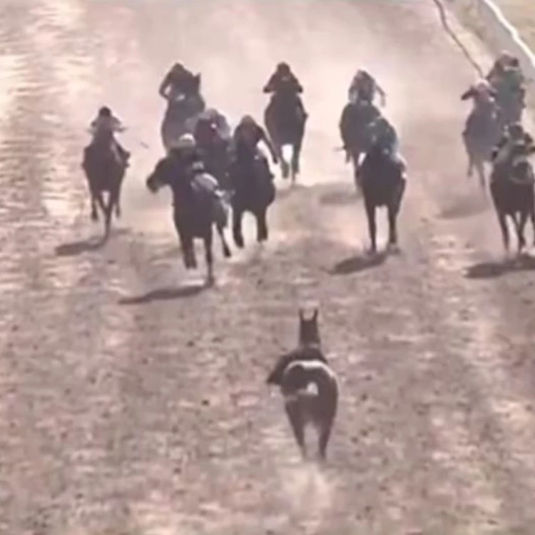 Imagen relacionada de incidente hipodromo independencia rosario engreido cat