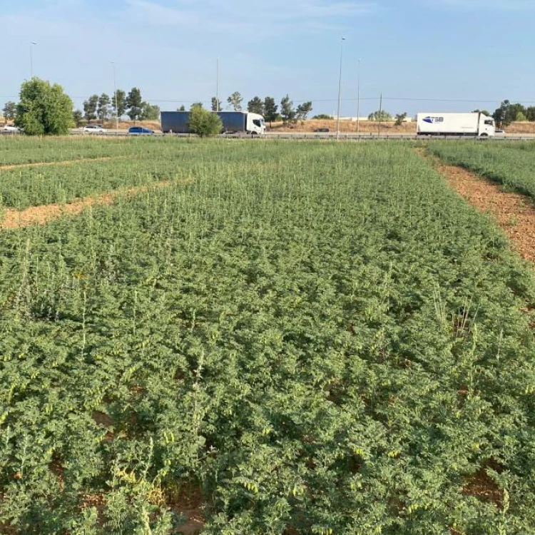 Imagen relacionada de estudio en madrid para recuperar cultivo de leguminosas desaparecidas