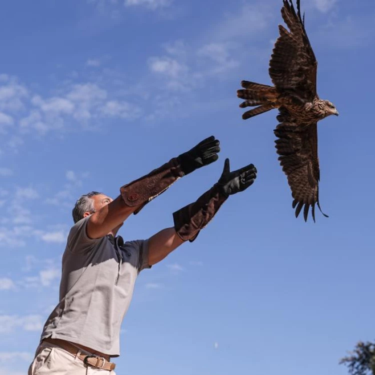 Imagen relacionada de recuperacion fauna madrid