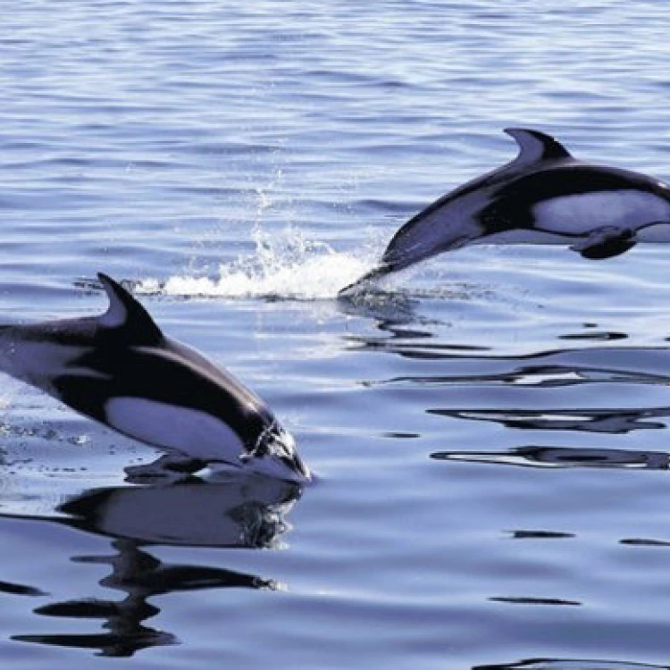 Imagen relacionada de aumentan ataques delfines playas japon