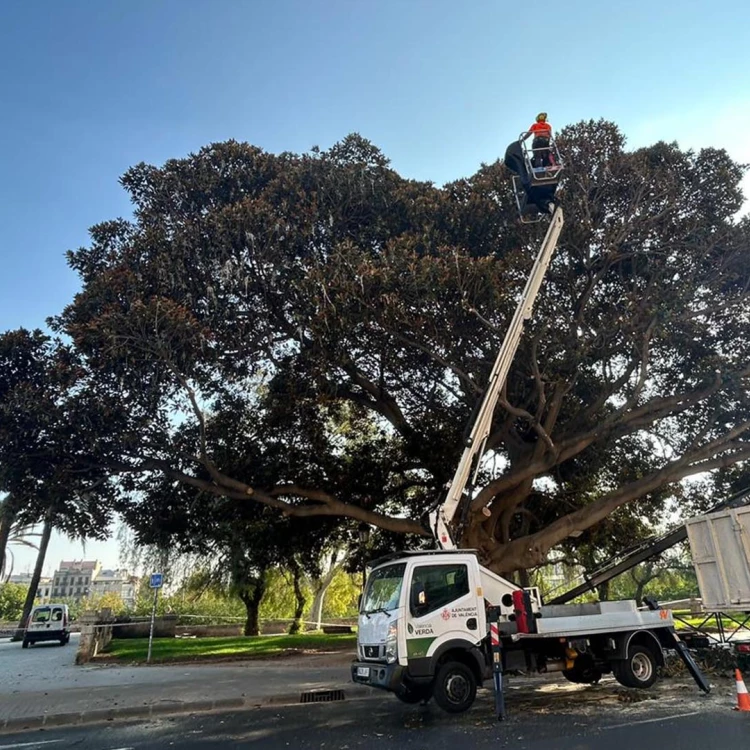 Imagen relacionada de poda ficus monumental valencia