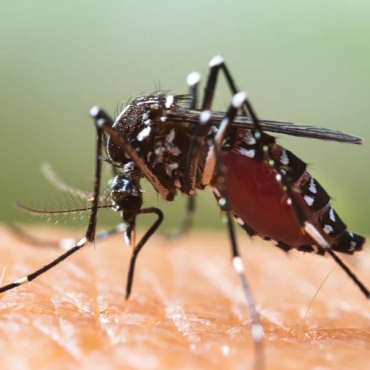 Imagen relacionada de vigilancia mosquito tigre euskadi