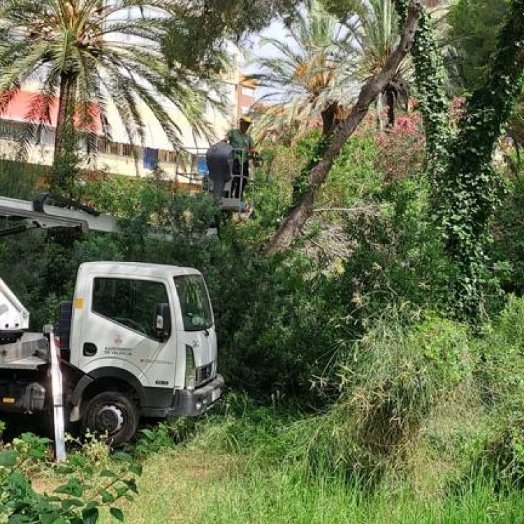 Imagen relacionada de retirada vegetacion devesa saler prevenir incendios