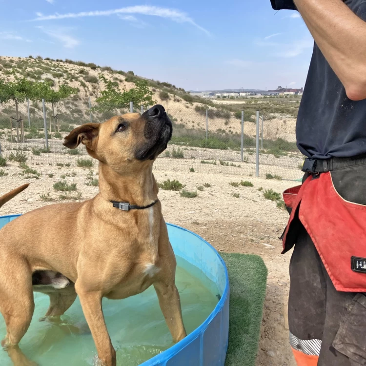 Imagen relacionada de proteccion animal zaragoza medidas altas temperaturas