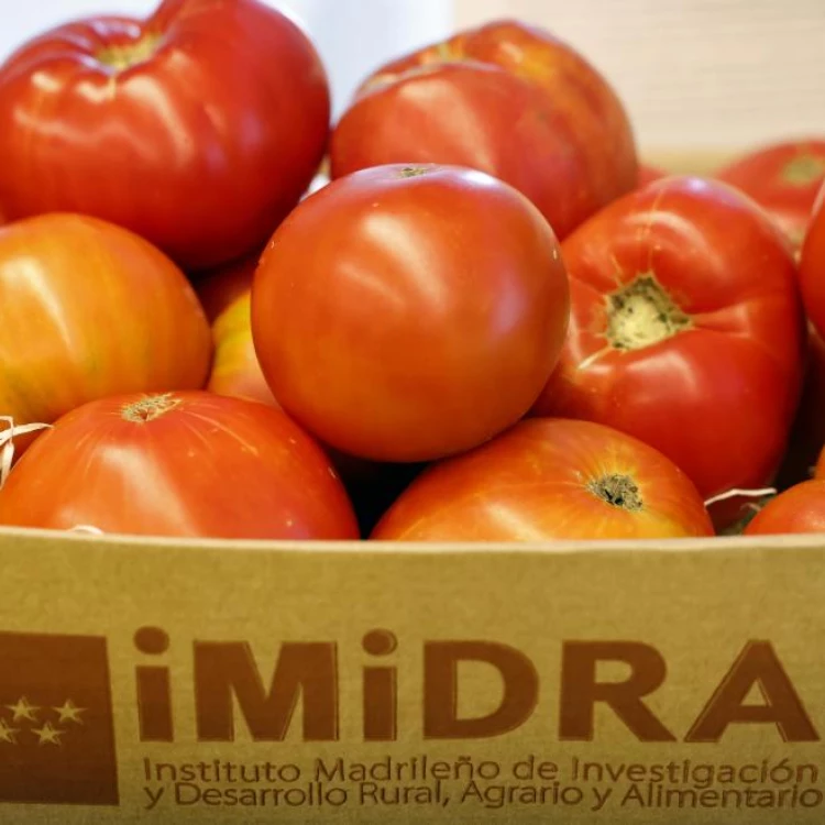 Imagen relacionada de adaptacion tomate madrid