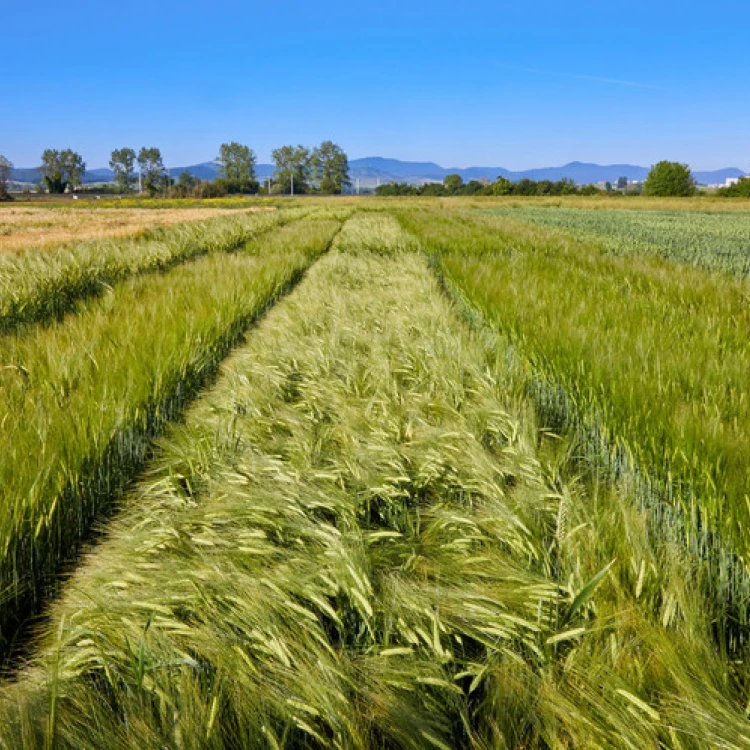 Imagen relacionada de evaluacion cereales euskadi 2024