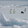 Imagen relacionada de derretimiento hielo antartico matado crias pinguino emperador