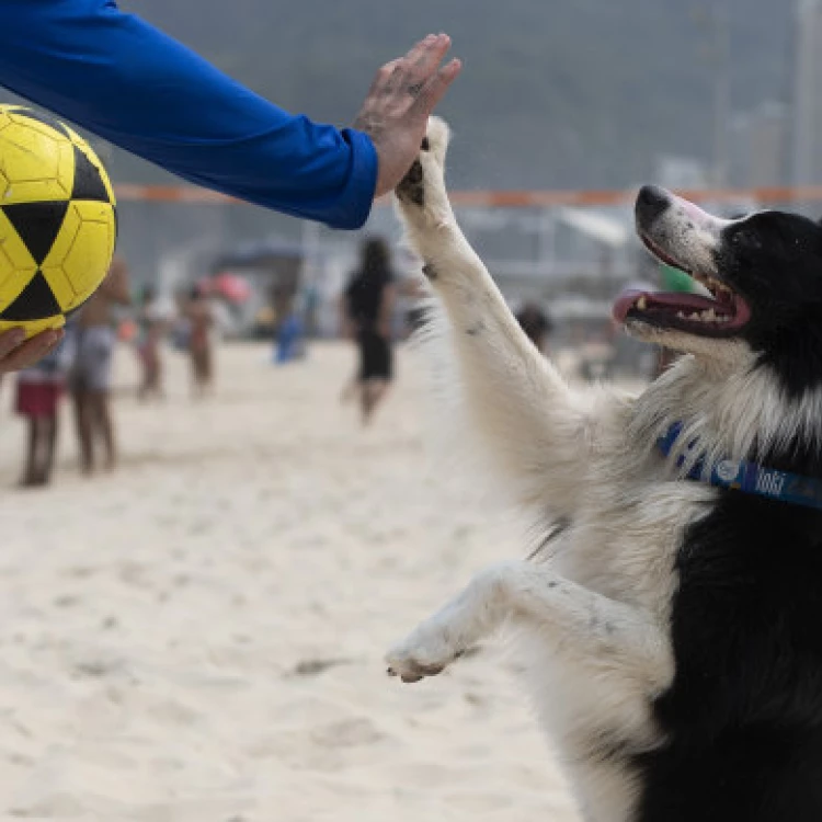 Imagen relacionada de floki perro footvolley rio de janeiro