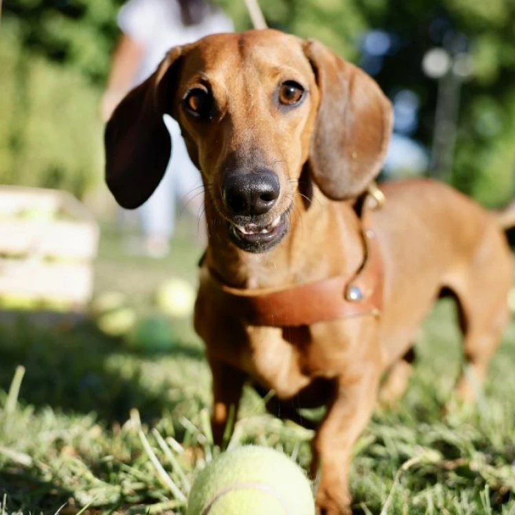 Imagen relacionada de nuevas aplicaciones moviles jovenes mascotas madrid